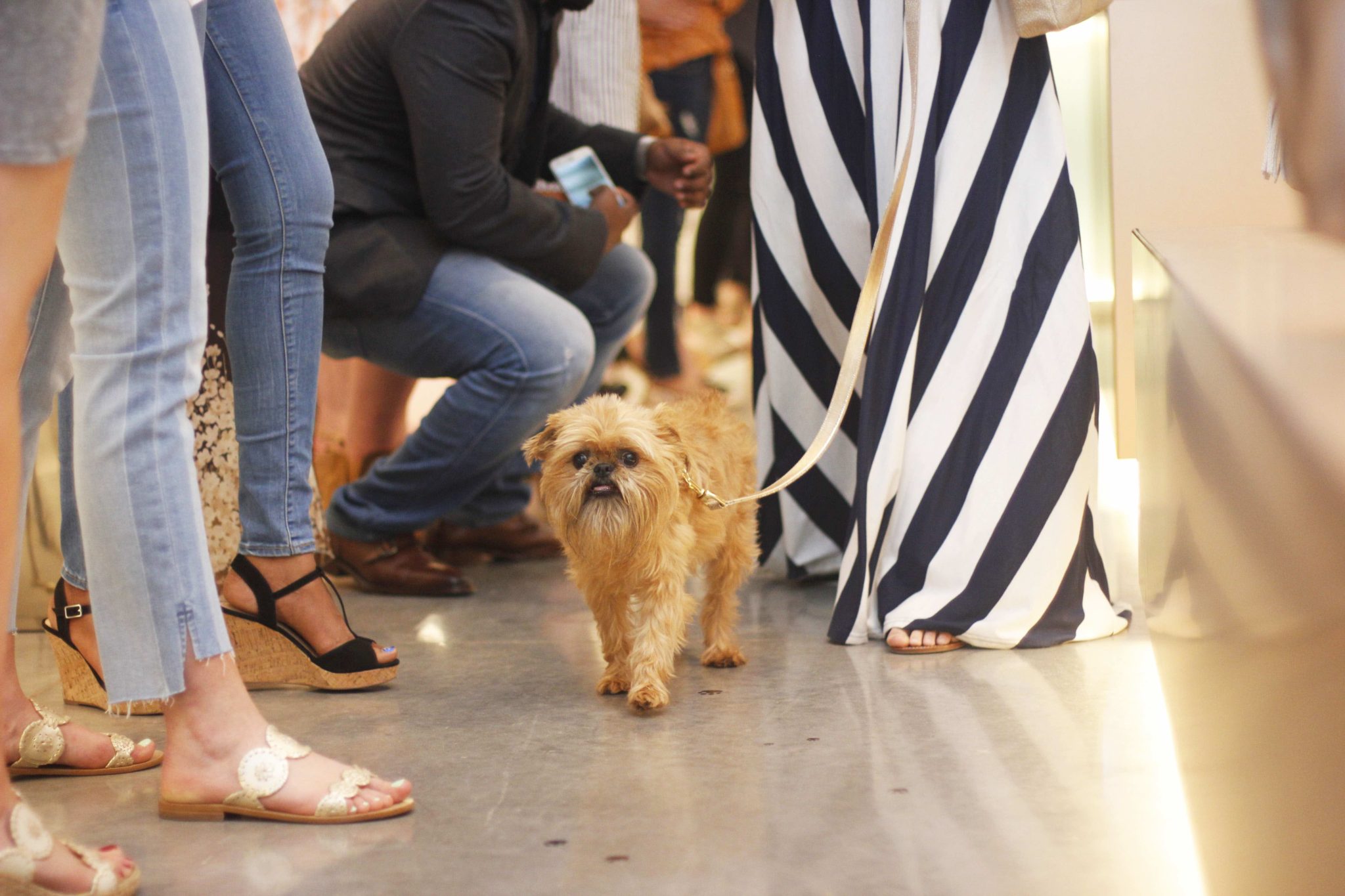Event recap from the PAWsh Puppy Fashion Show with Kelly Wynne Handbags. Steven Jalapeño and 5 other dogs participated in the Austin Pets Alive runway way show. Click for more info and pictures.