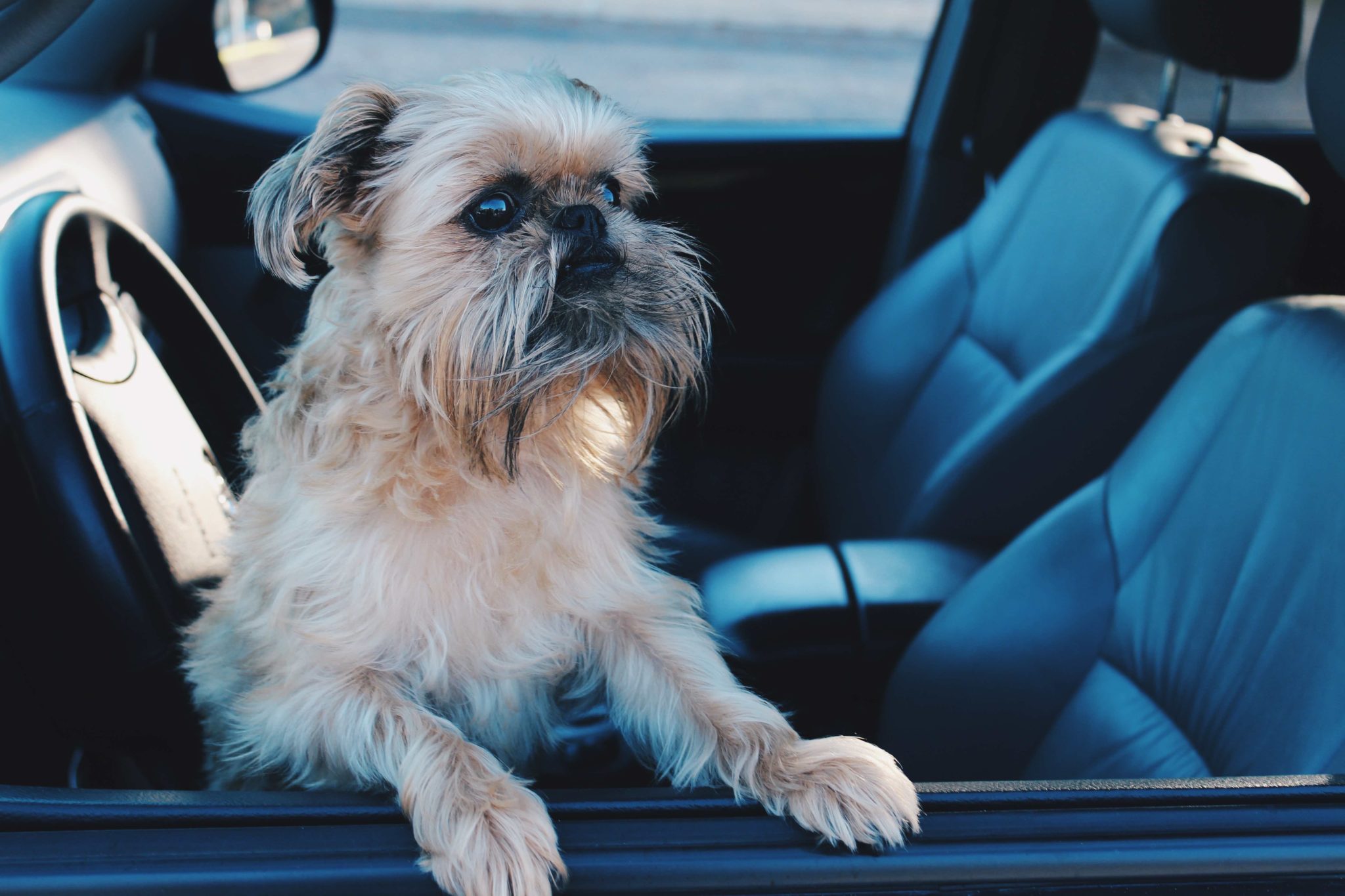 DTKAustin is sharing an important story about her Brussels Griffon, Steven, and what it's like living with a dog that has Intervertebral disc disease.