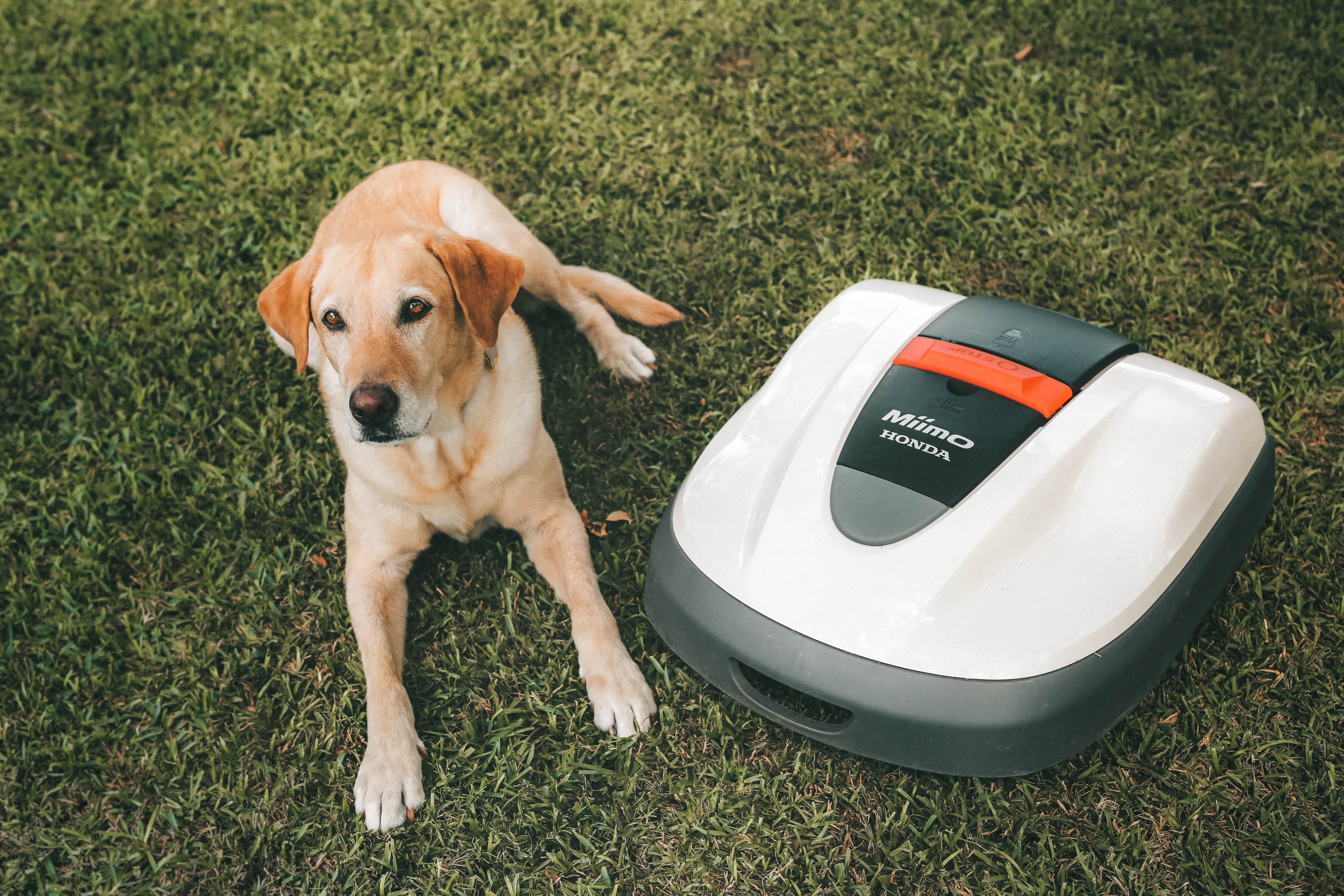 Honda Miimo Robotic Lawn Mower Review by popular Austin lifestyle blog, Dressed to Kill: image of a golden lab sitting next to a Honda Miimo Robotic Lawn Mower.