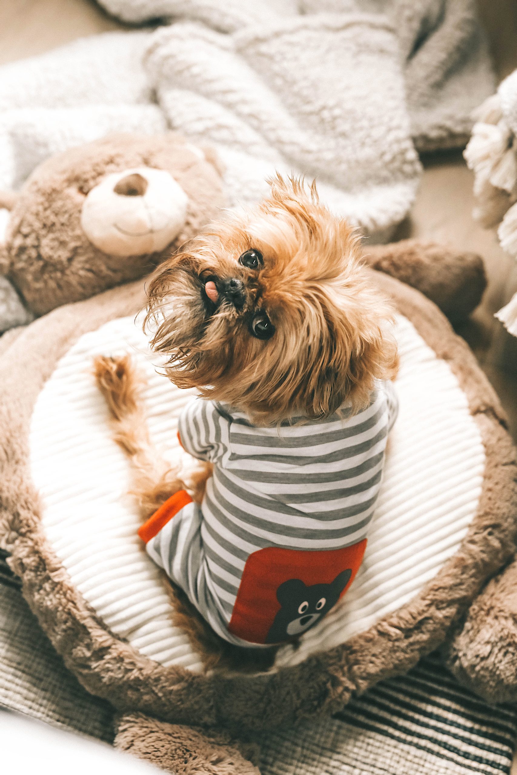 How to Pamper Your Pet by popular Nashville life and style blog, Dressed to Kill: image of a dog wearing a stripped outfit and sitting bear shaped dog bed from Tuesday Morning. 