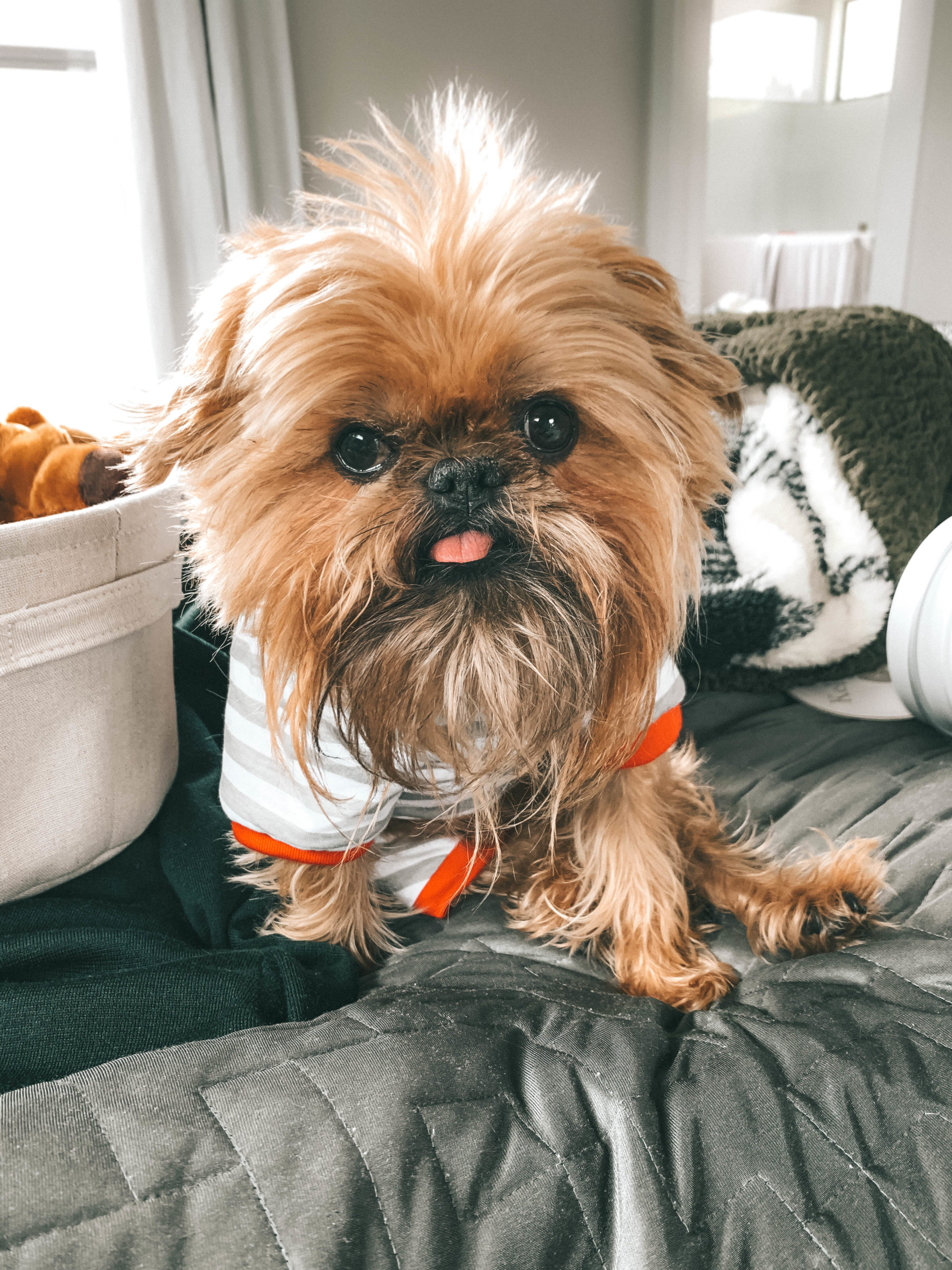 How to Pamper Your Pet by popular Nashville life and style blog, Dressed to Kill: image of a dog wearing a stripped outfit from Tuesday Morning and sitting on a grey blanket. 