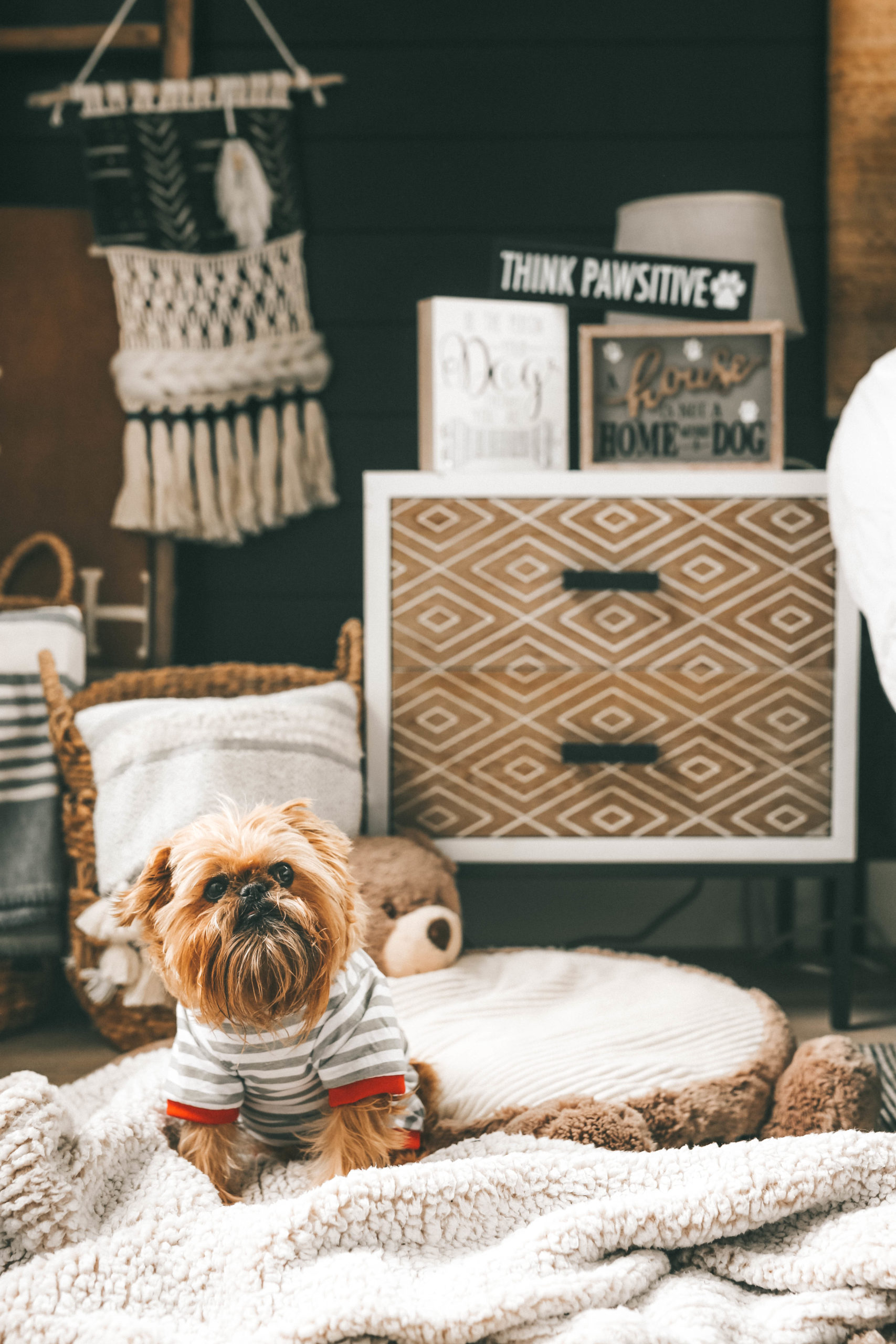 How to Pamper Your Pet by popular Nashville life and style blog, Dressed to Kill: image of a dog wearing a stripped outfit and sitting bear shaped dog bed that's next to some various dog signs from Tuesday Morning. 